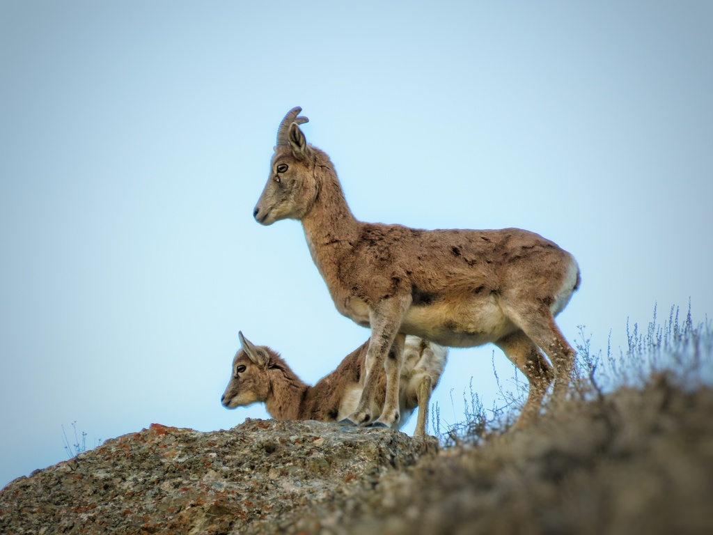 Transcaspian Urial in January 2023 by Abolfazl Joghatayi · iNaturalist