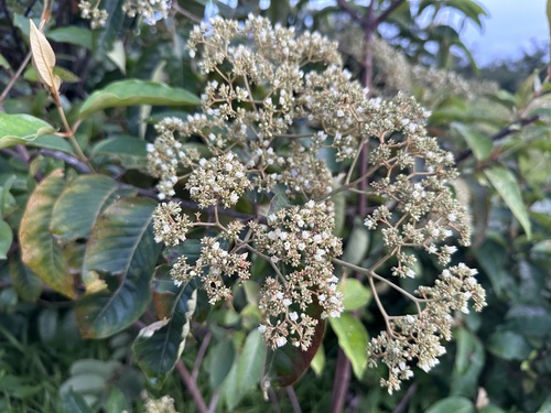 Mbura
