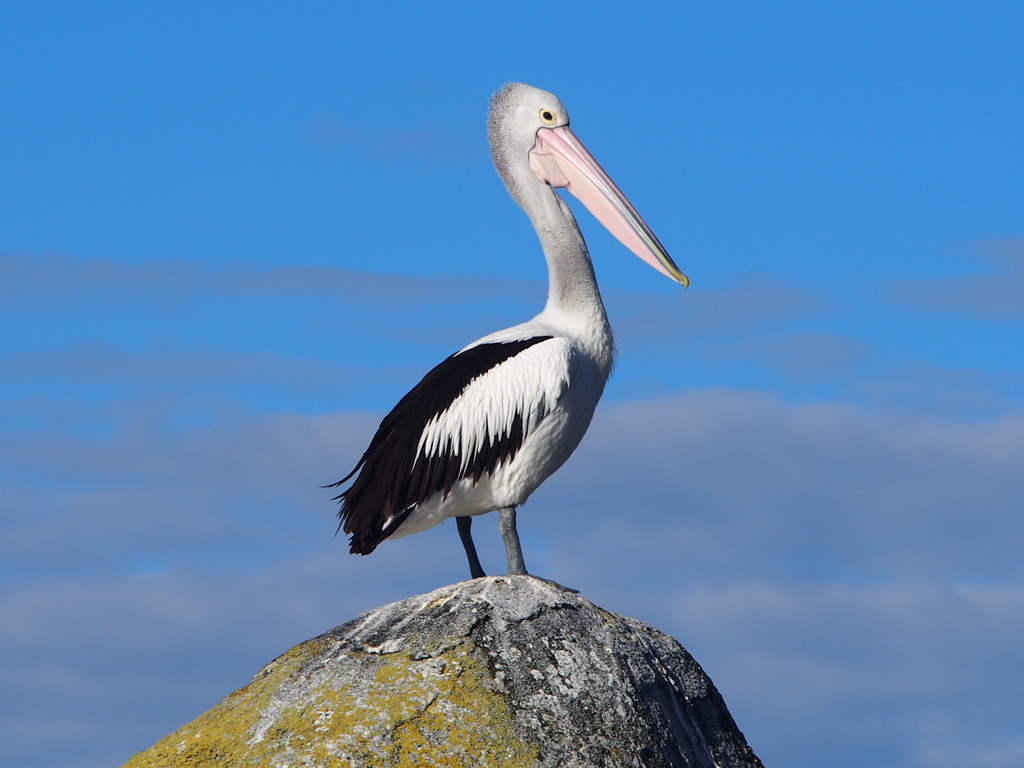 Australian Pelican