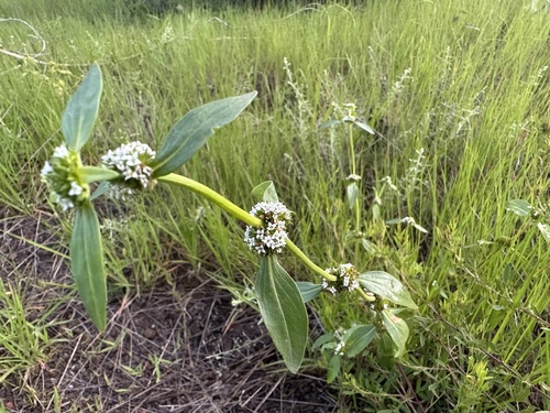 shrubby false buttonweed