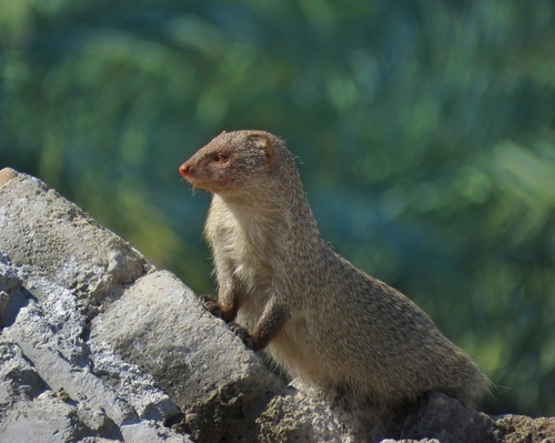 Indian Grey Mongoose
