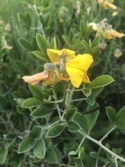 Crotalaria doidgeae