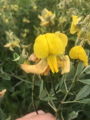 Crotalaria doidgeae