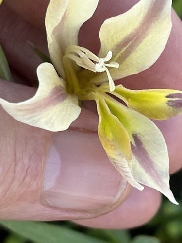 Image of Skull Glad (Gladiolus scullyi) by (c) Charleen Brunke, some rights reserved (CC BY)