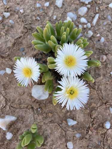 Meyerophytum globosum