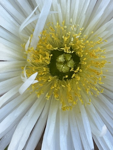 Meyerophytum globosum