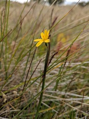 Sisyrinchium patagonicum