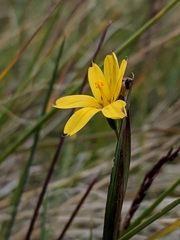 Sisyrinchium patagonicum