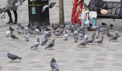 Columba livia domestica