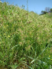 Poa bulbosa vivipara