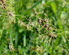 Poa bulbosa vivipara