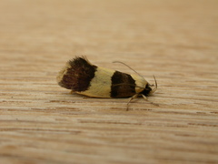 Telecrates laetiorella