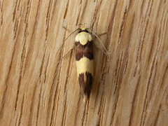 Telecrates laetiorella