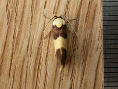 Telecrates laetiorella