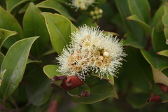Syzygium staudtii