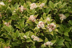 Syzygium staudtii