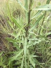 Senecio inornatus