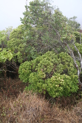 Syzygium staudtii