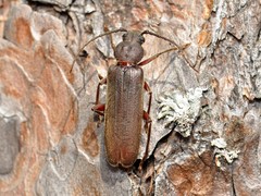 Arhopalus rusticus