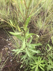 Senecio inornatus
