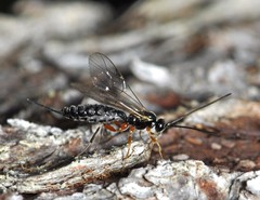 Delomerista