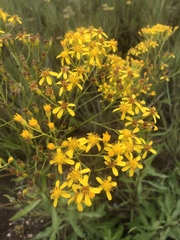 Senecio inornatus