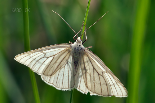 piadivka žilkovaná (Siona lineata)
