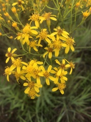 Senecio inornatus