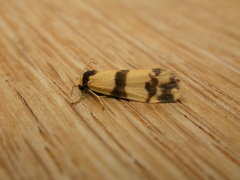 Thallarcha chrysochares