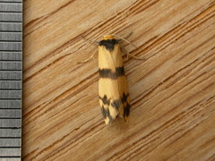 Thallarcha chrysochares