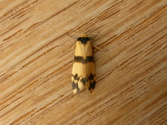 Thallarcha chrysochares