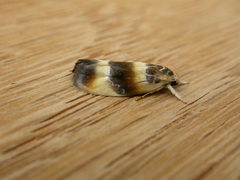 Piloprepes anassa