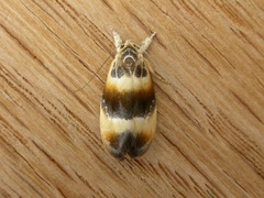 Piloprepes anassa