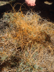 Cuscuta denticulata