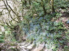 Omphalodes cappadocica