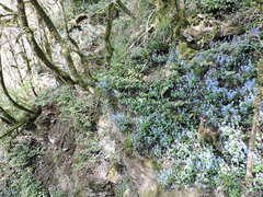 Omphalodes cappadocica