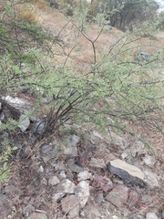 Forestiera angustifolia