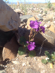 Phacelia calthifolia