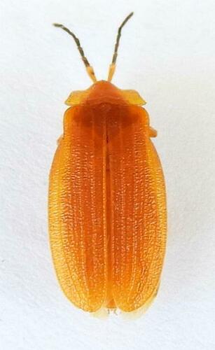 Lycus simulans