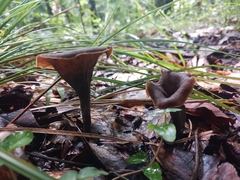 Craterellus fallax image