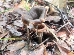 Craterellus fallax image