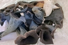 Craterellus fallax image