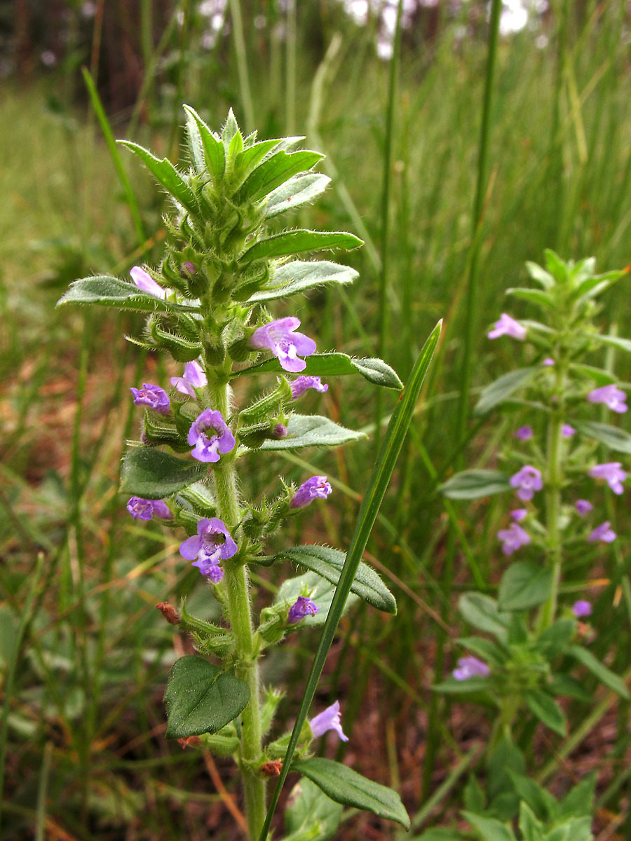 Clinopodium acinos