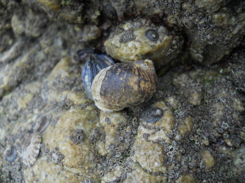 photo of Periwinkles (Littorina)