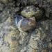 photo of Periwinkles (Littorina)