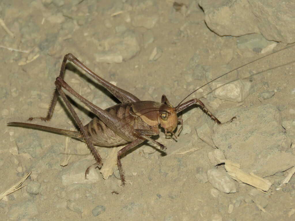 Mixodusa bocquilloni