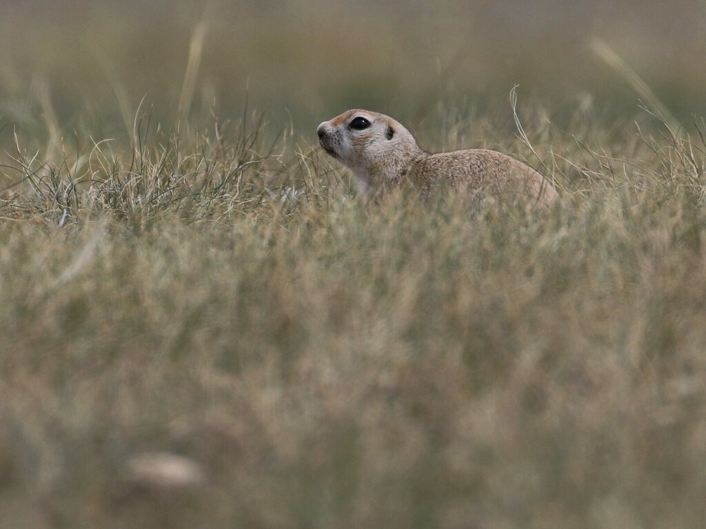Pallid Ground Squirrel