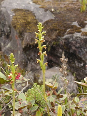 Pterichis triloba