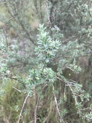 Syncolostemon eriocephalus