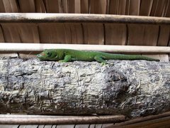 Phelsuma grandis